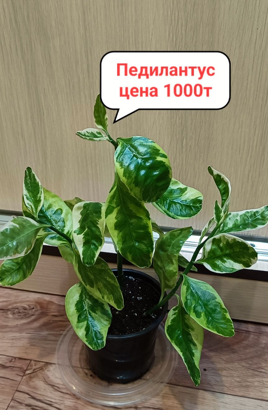 Акция!!! СКИДКА -10% при покупке от 3 штук!