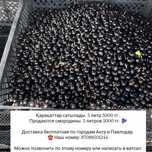 Смородина 1 литр 1000 тг, 5 литр 5000 тг