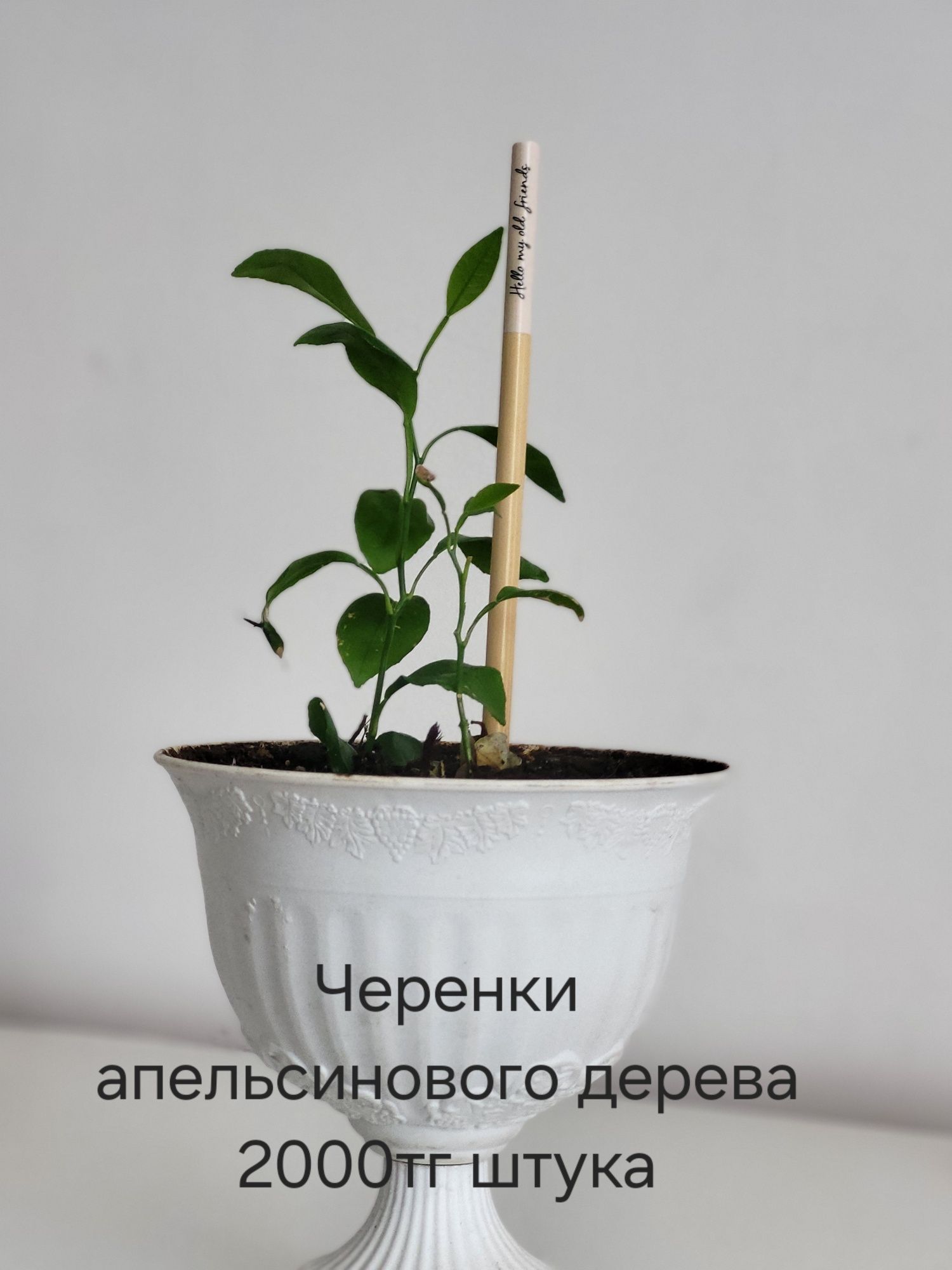 Продам цветы,все разные