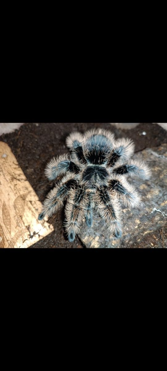 Brachypelma albopilosum