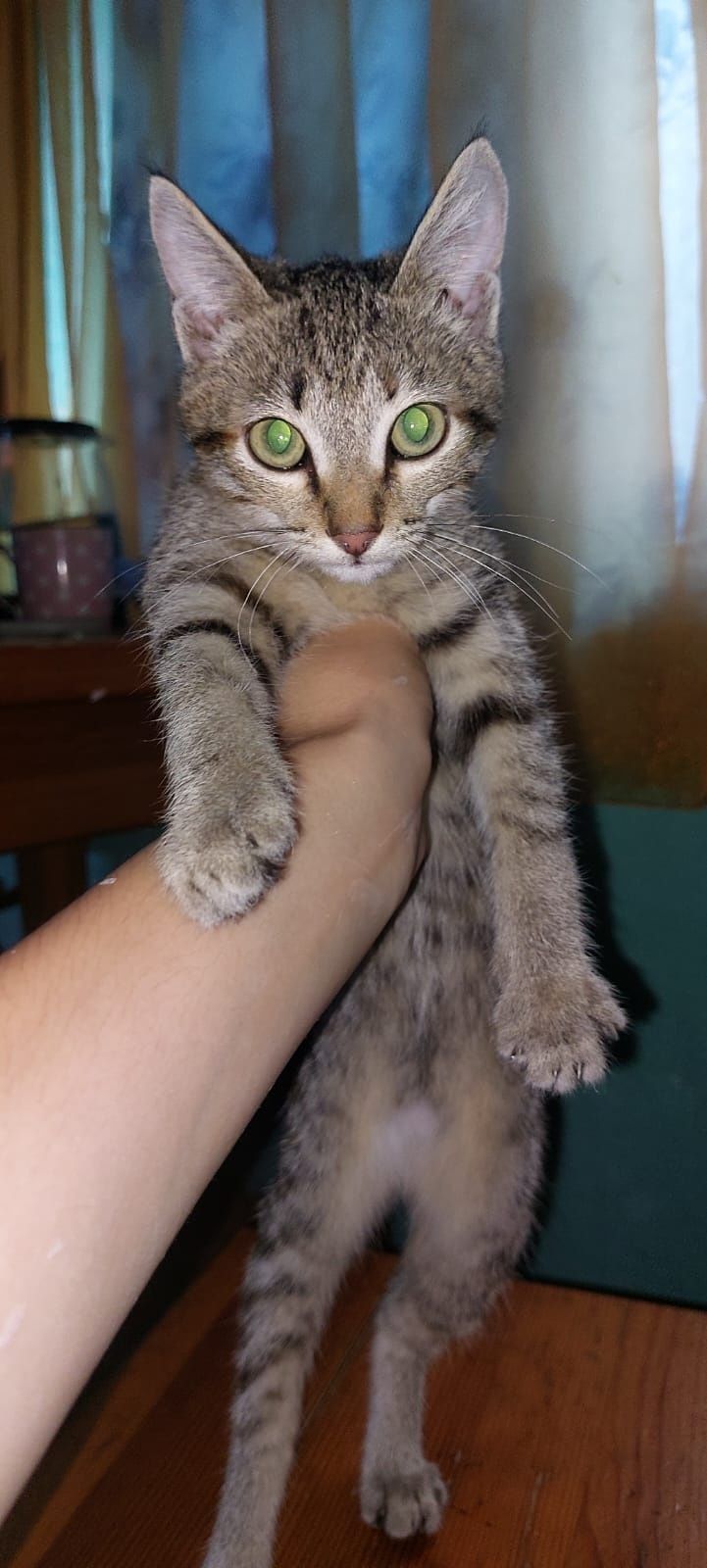 Котята в хорошие руки