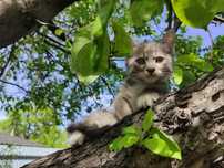 Котенок  в добрые руки