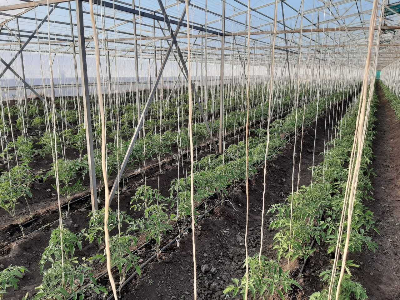 Продам тепличный комплекс
