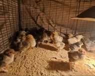 Продам  18 цыплят с квочкой