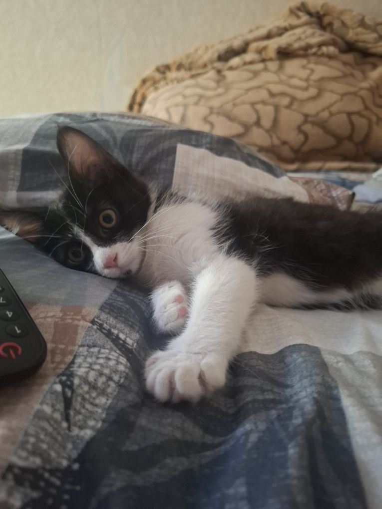 Бесплатно домашний котеночек