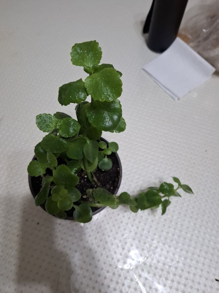 Продам комнатные цветы