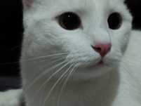 отдам кота 4 года