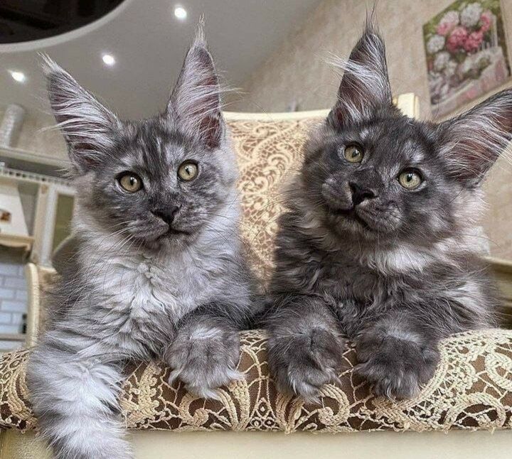 Большой Выбор Котят- МЕЙН- КУНЫ