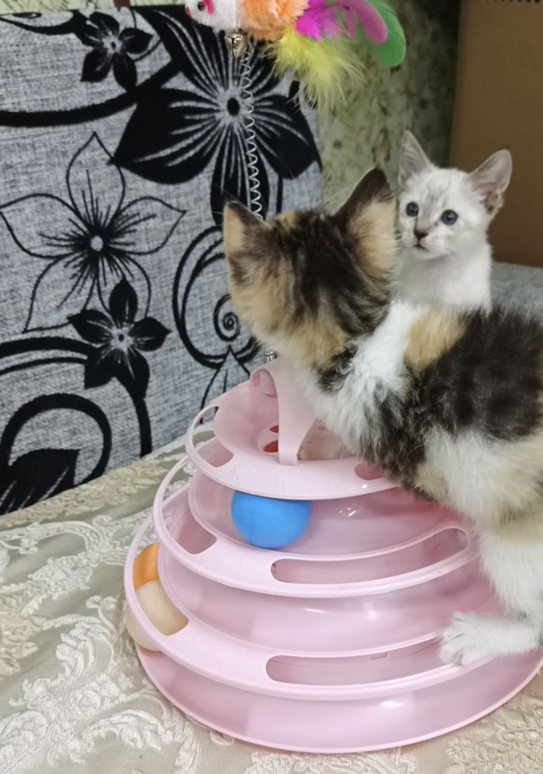 Отдам милого игривого котёнка!