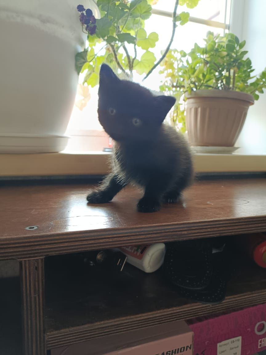 Котята. Приученные к лотку. Отдам даром