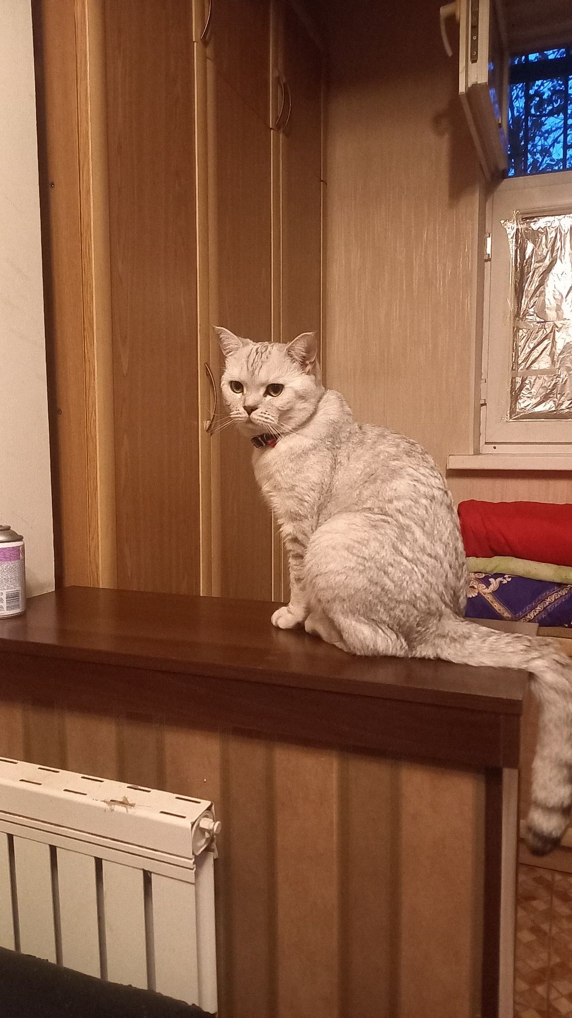 Кот красивый  умный породистый