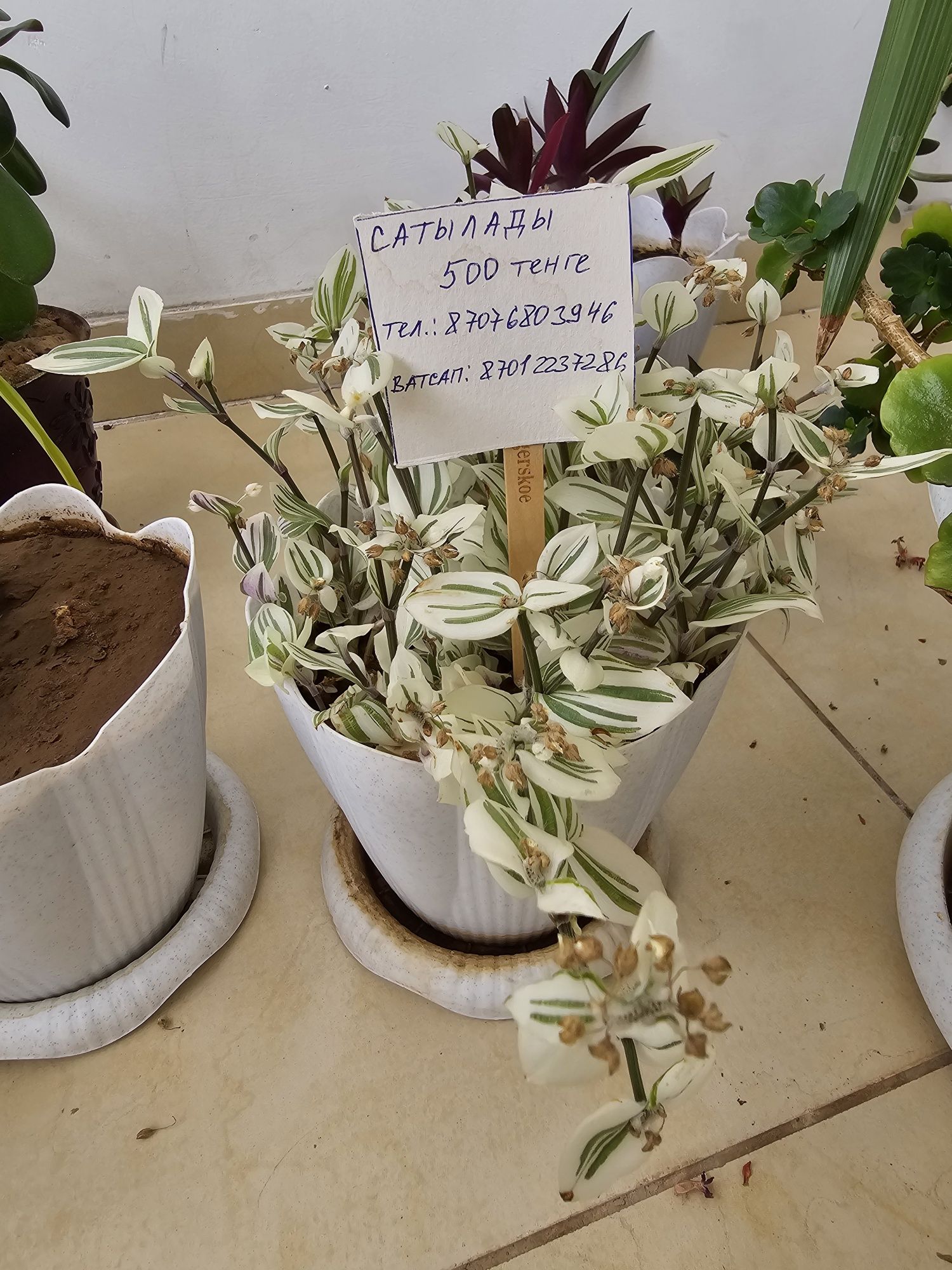 Комнатные цветы.