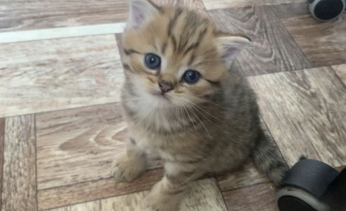 Британские котята
