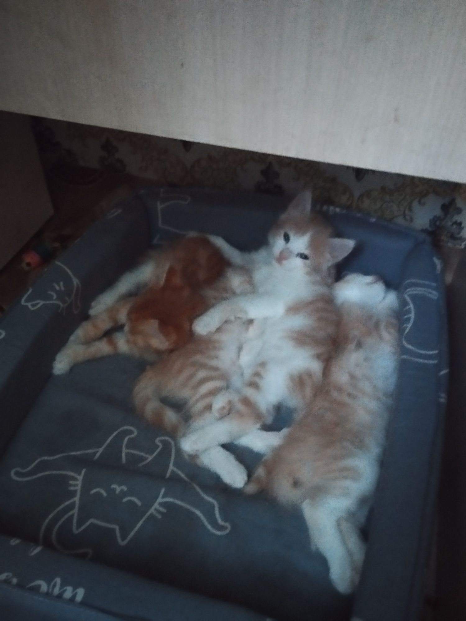 Отдам котят даром маьчеки к лотку приучены кушат всё! То
