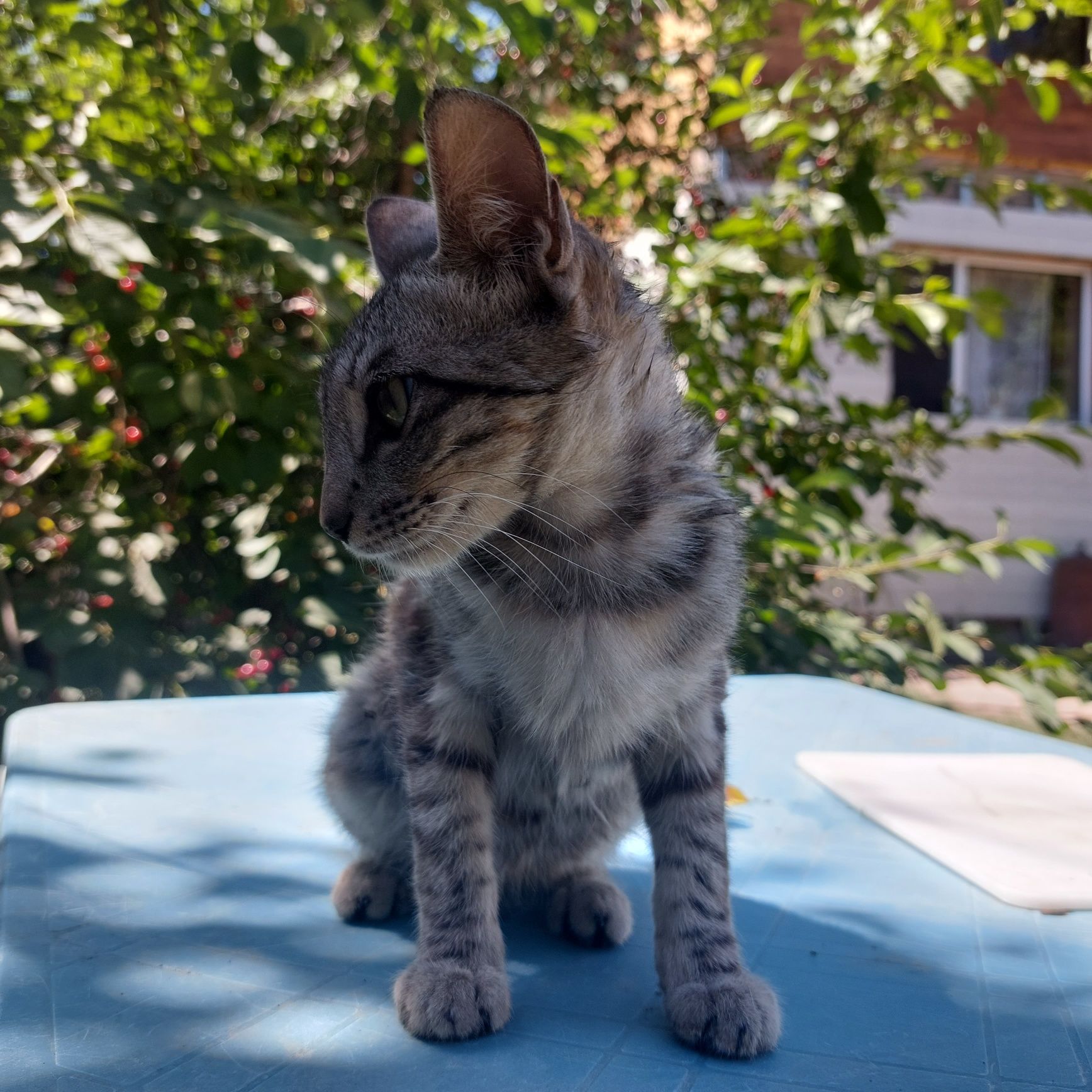 Кошка,добрая,ласковая ,нуждается в защите и добрых руках