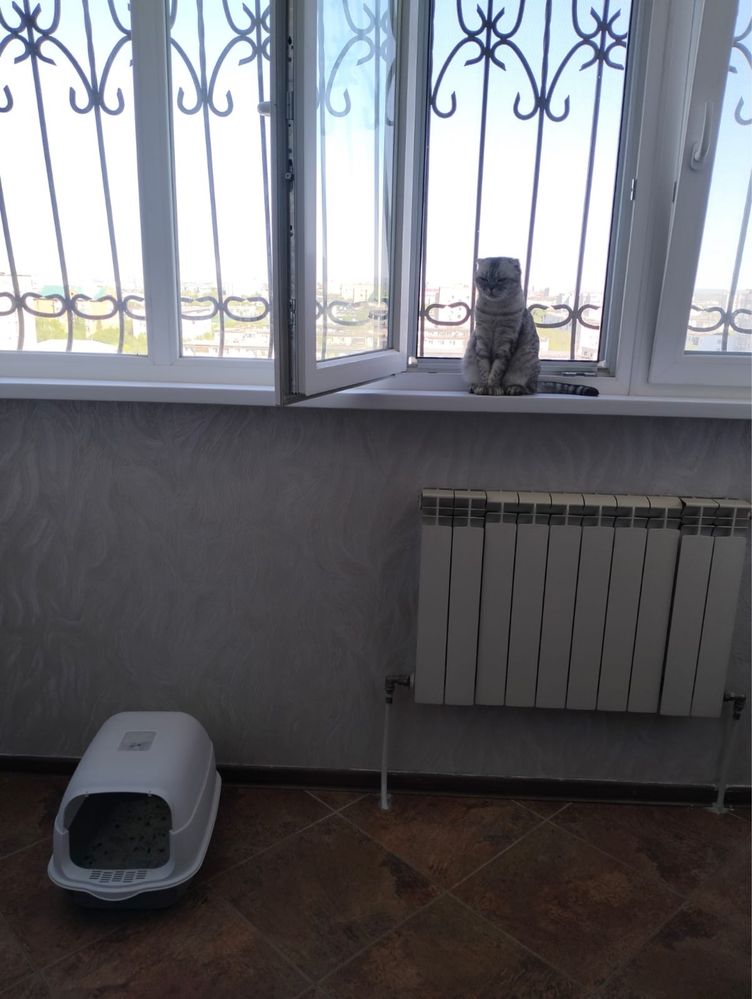 Отдам шотландскую вислоухую кошку