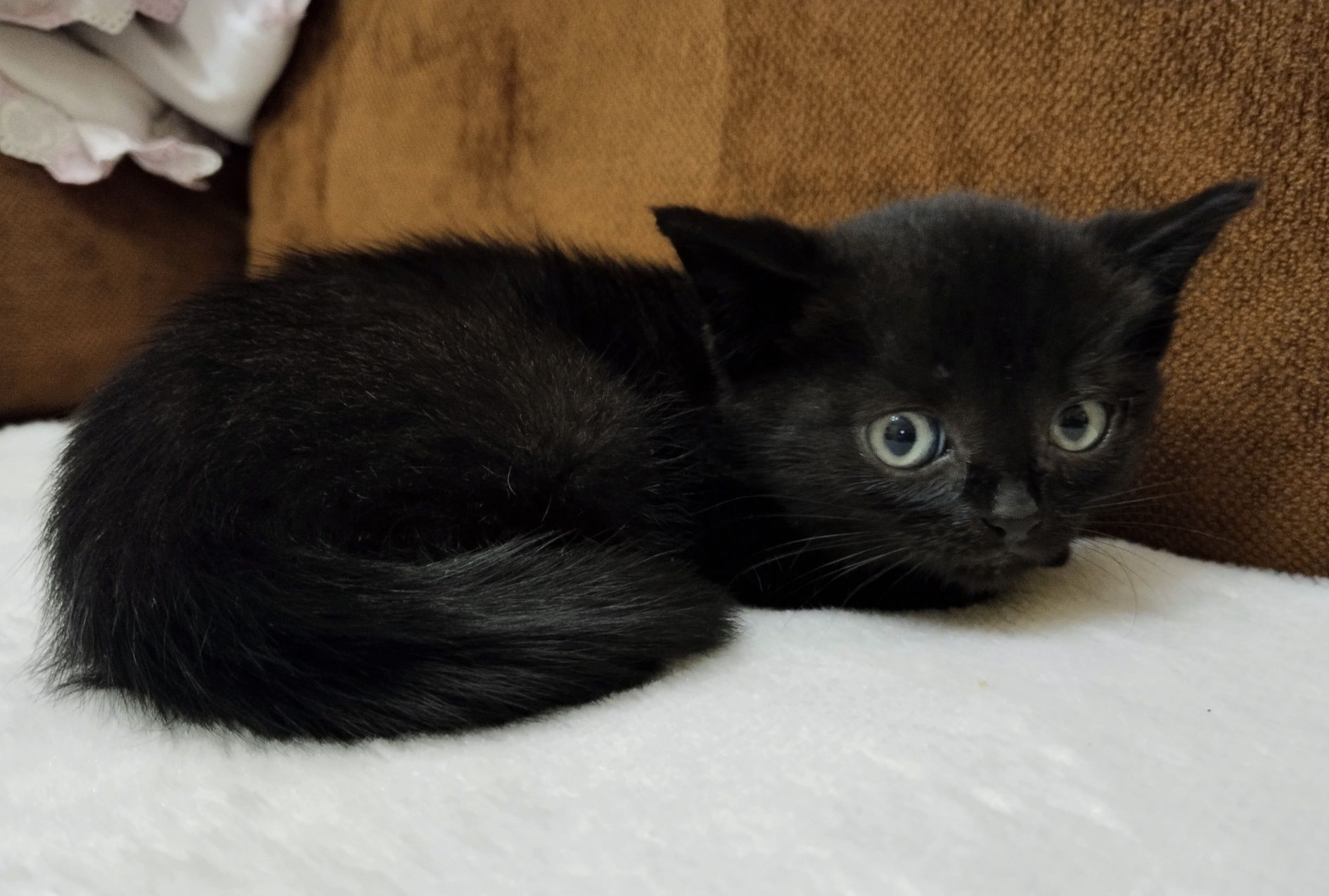 Отдам котенка 1 месяц