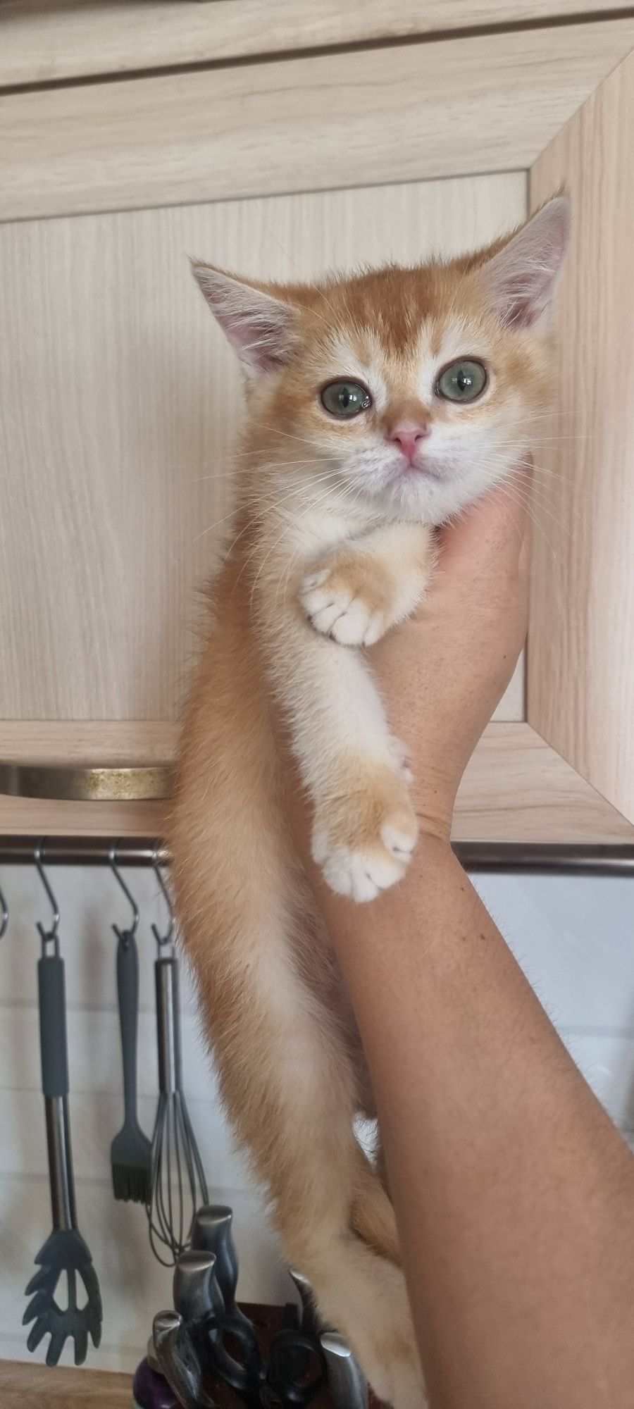 Котята золотая шиншилла