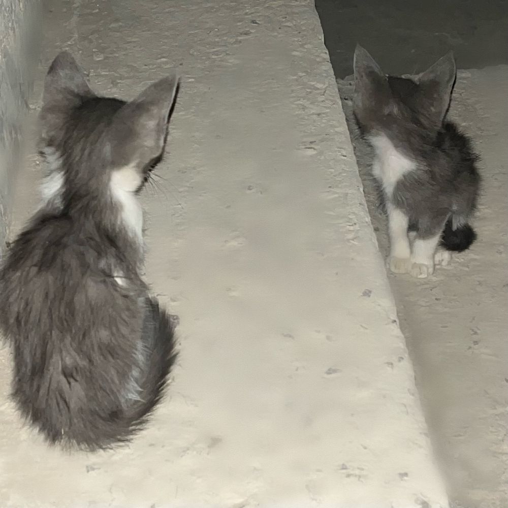котята в добрые руки