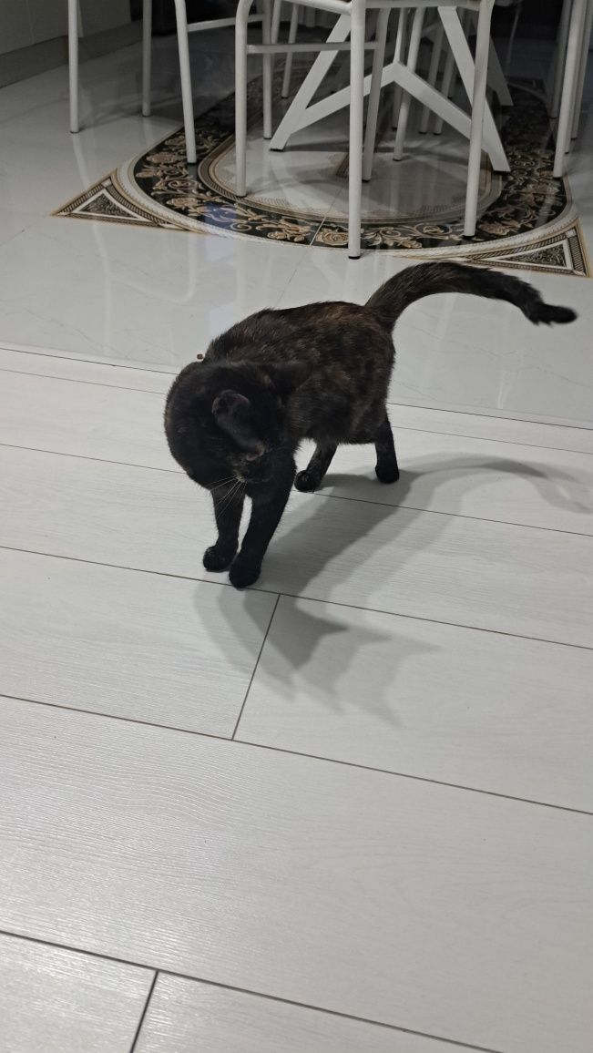 кошки отдам бесплатно