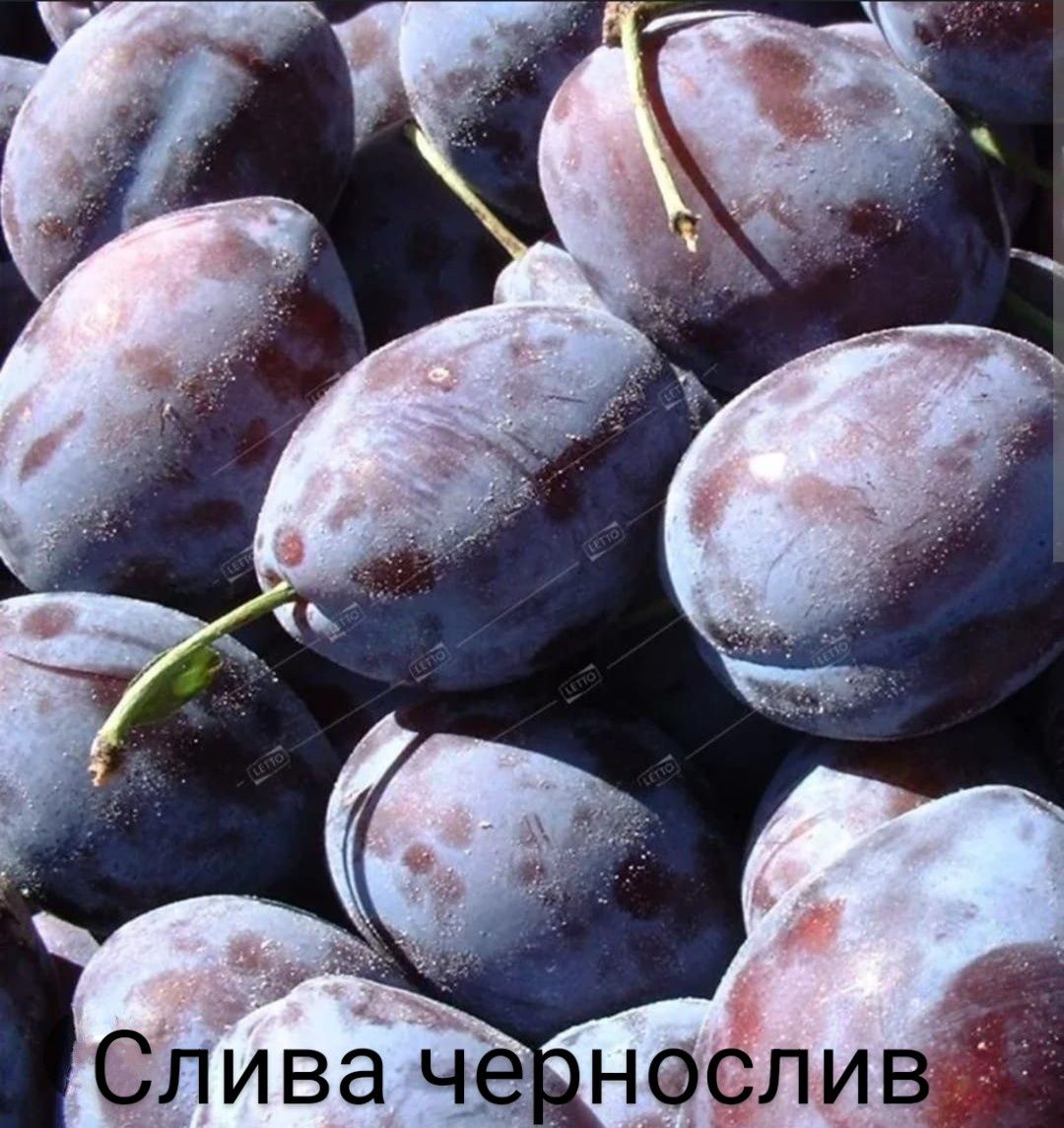 "Алма жеміс-жидек көшеттерін сатамыз/Продаем саженцы яблок,ягод и фрук