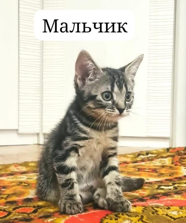 Котята в добрые руки