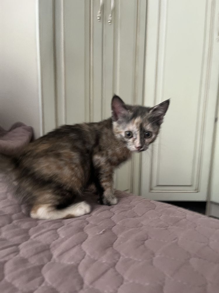 Котенок в хорошие руки