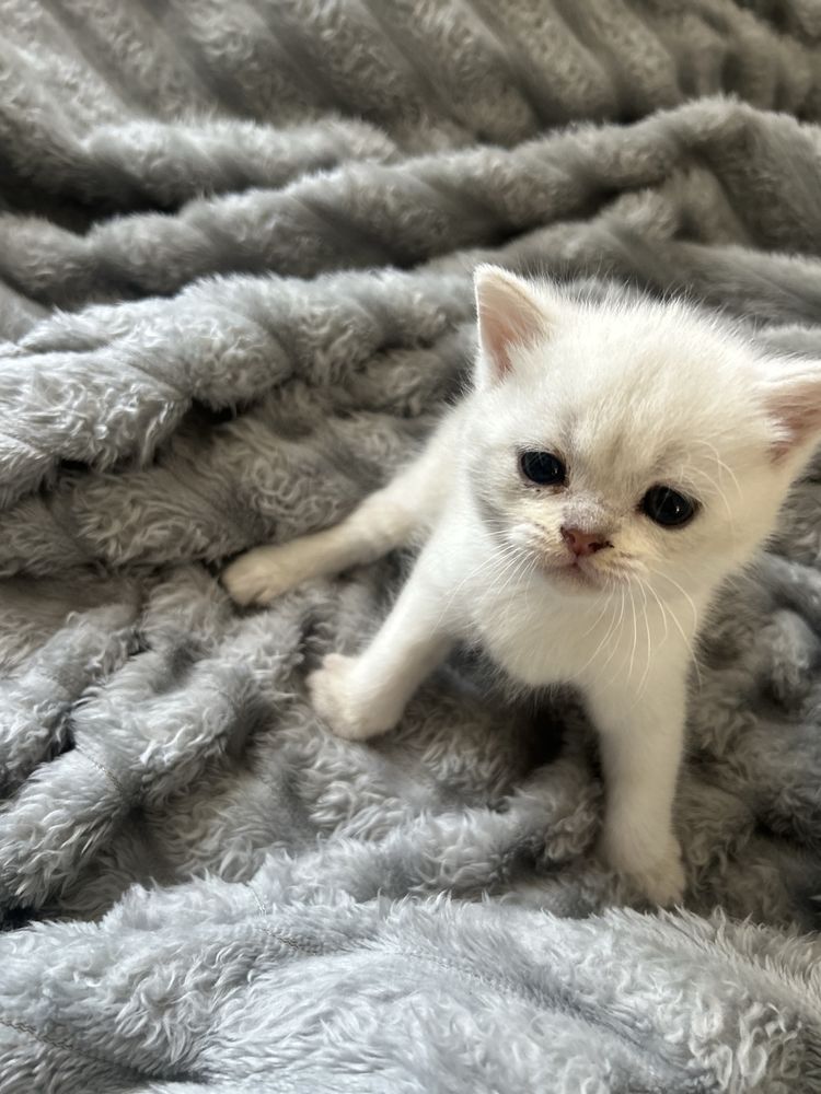 котята шотландской шиншилы