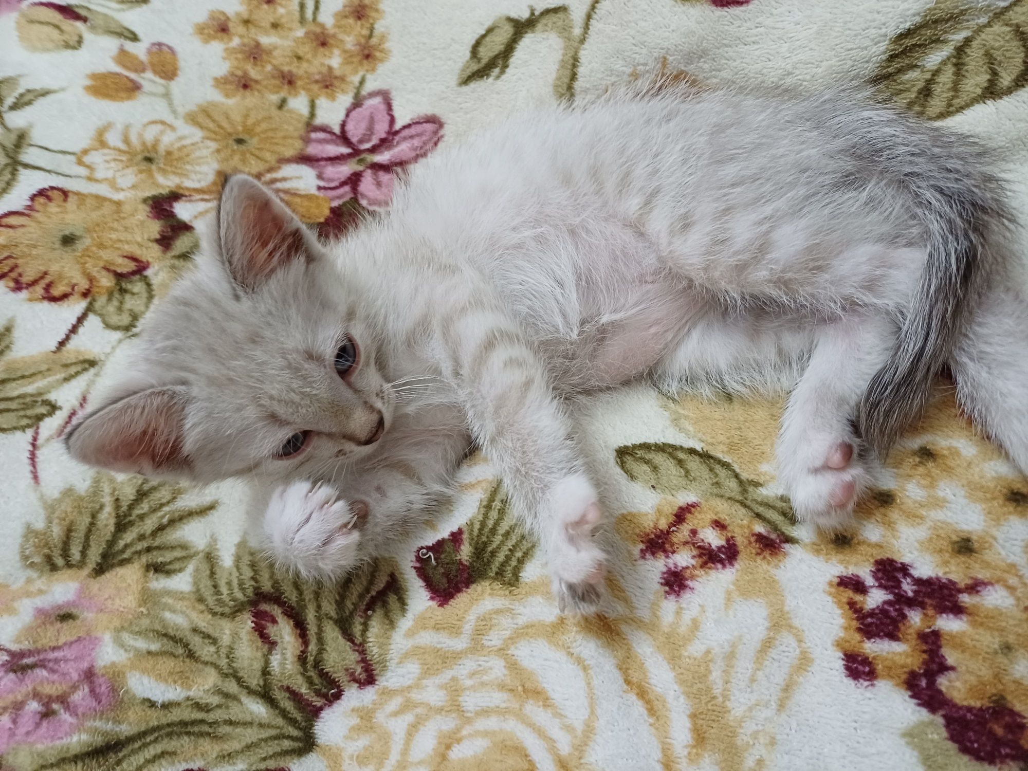 Котёнок, мальчик