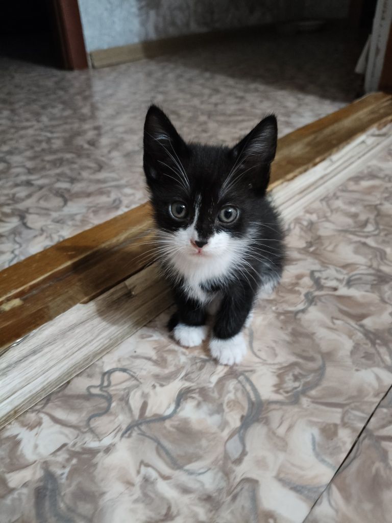 Отдам Котят в добрые руки.