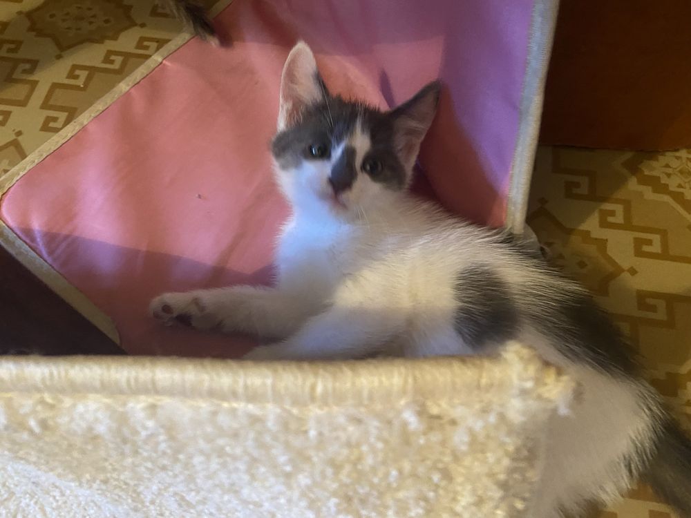 Отдам котят в добрые руки