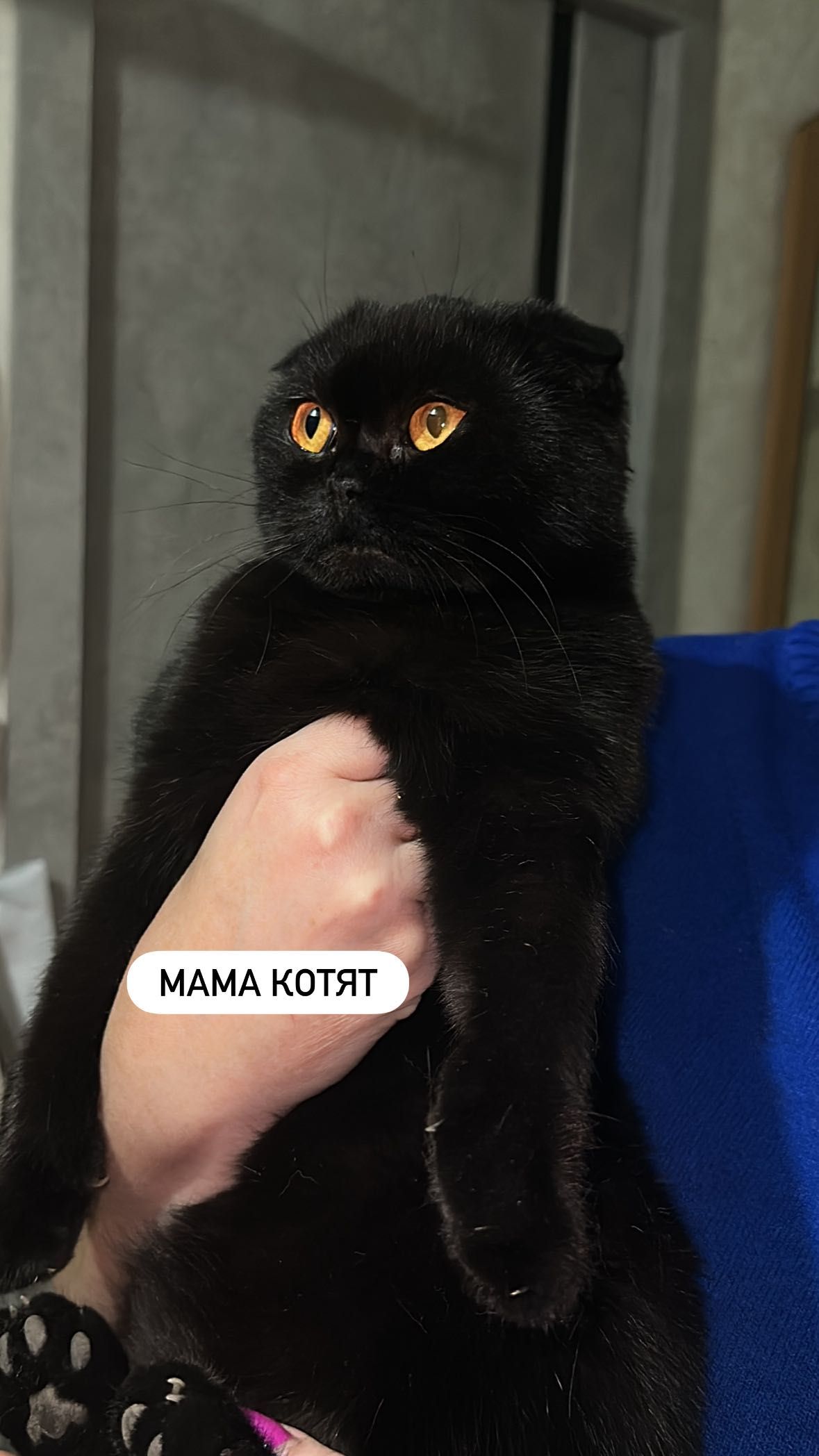 Шотландские Котята ищут дом! Отдаем срочно, так как уезжаем