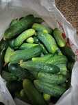 Продам домашние огурцы