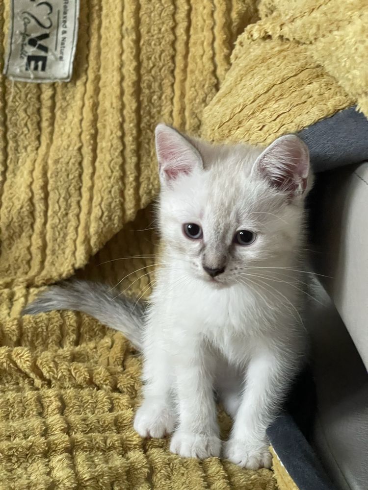 Кошечка ,белого цвета,отдам в добрые заботливые руки!