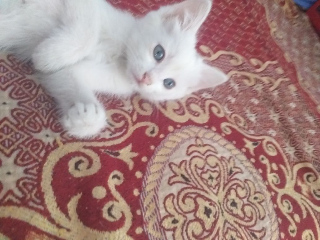 Отдам котенка в хорошие руки