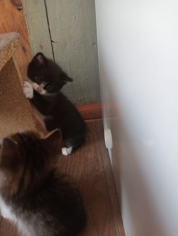 Отдам котят в отвественные руки!