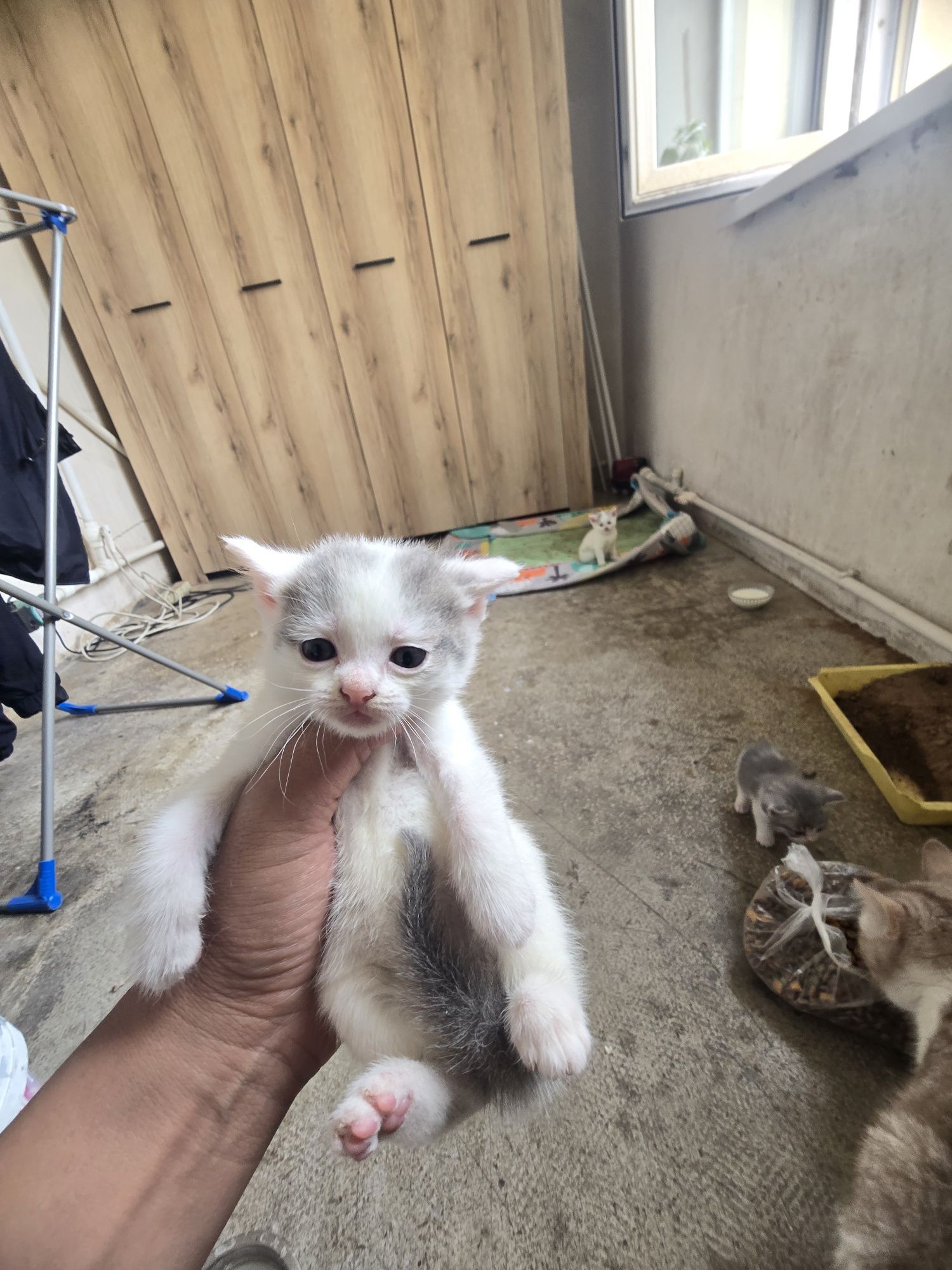 Британские котята