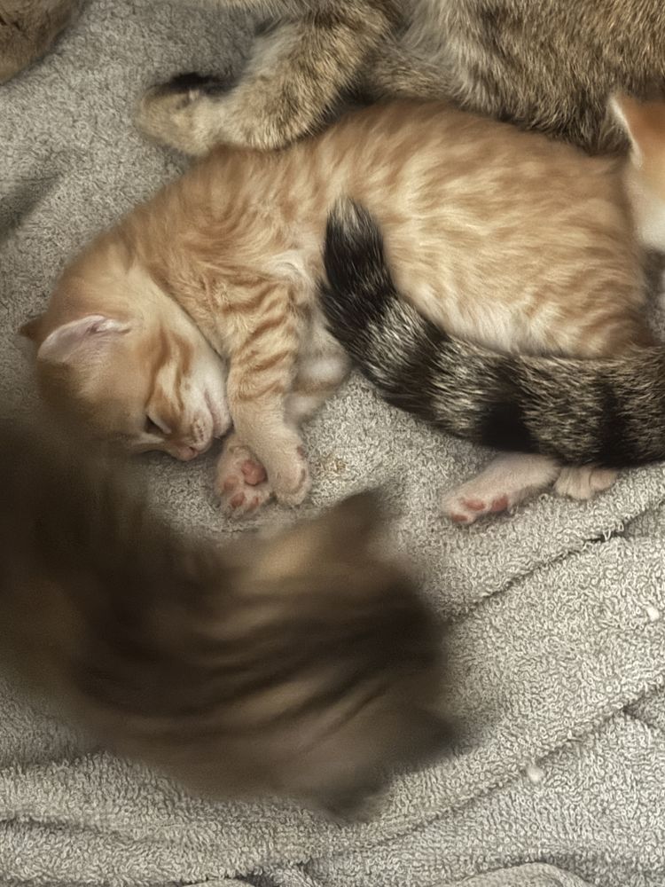 Отдам котят в хорошие руки