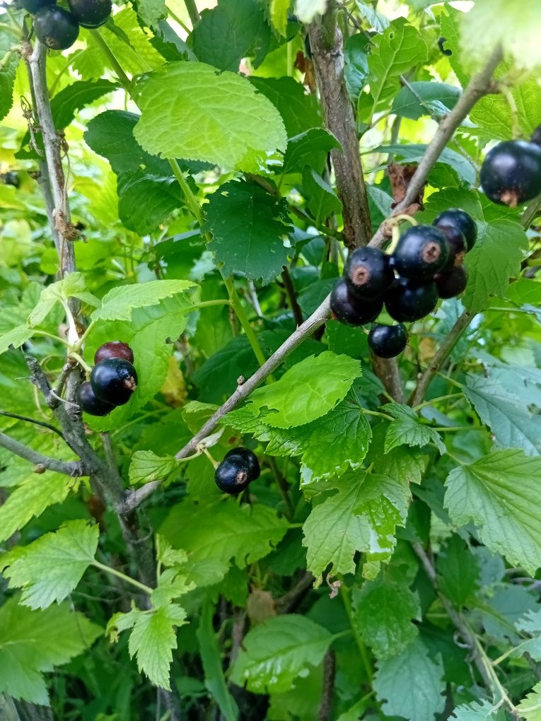 Чёрная смородина
