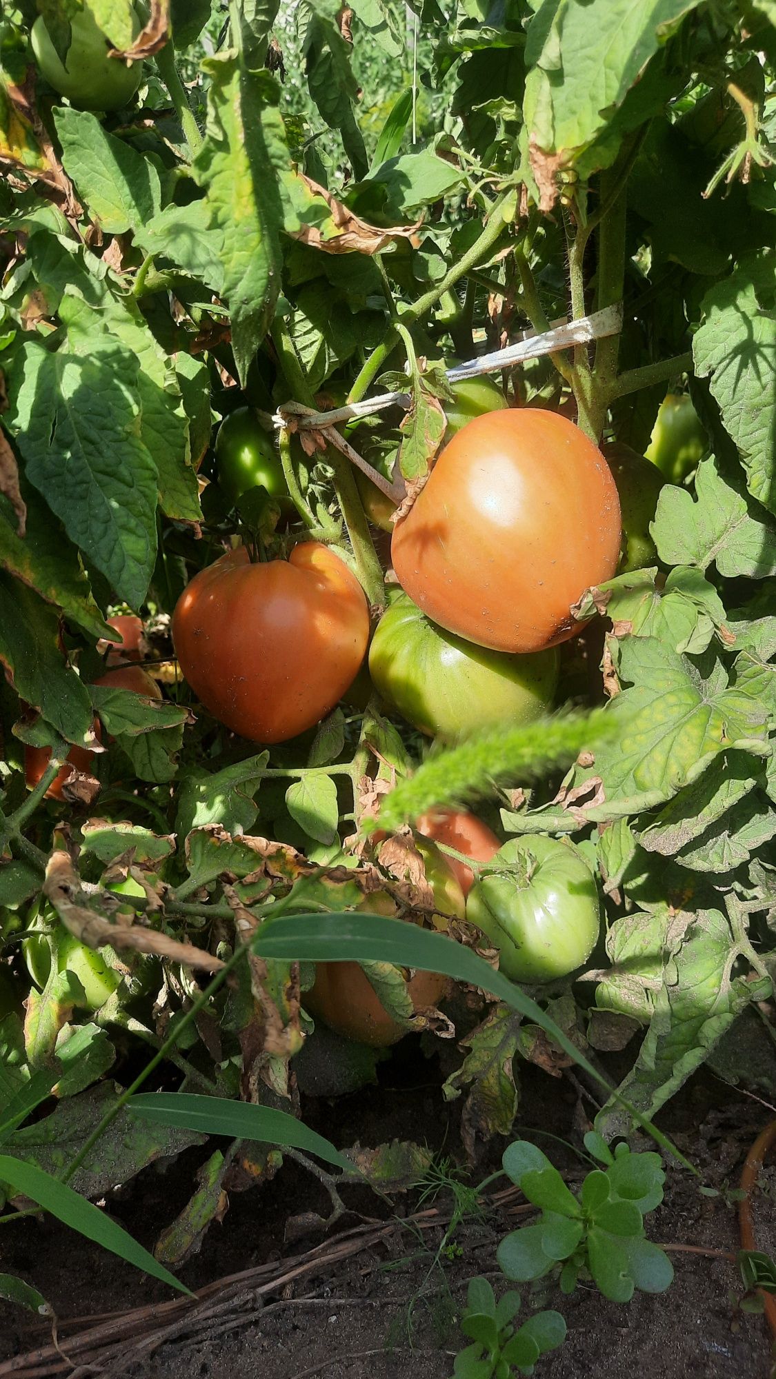 Продам домашние огурцы и помидоры