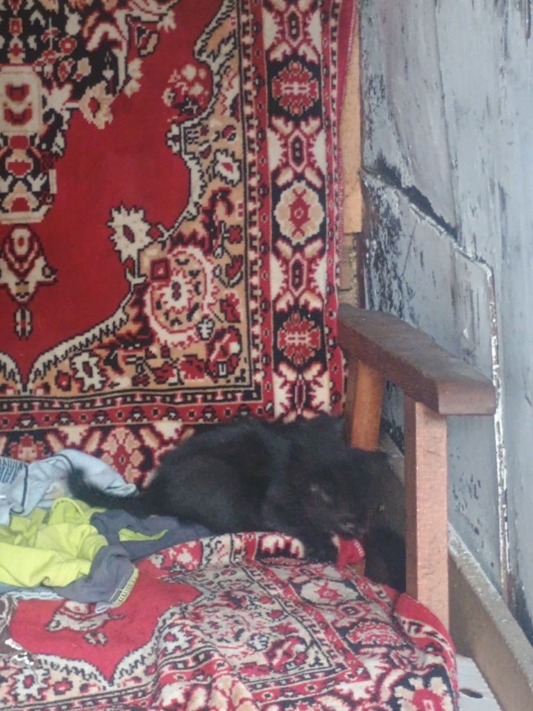 Отдам маленьких котят