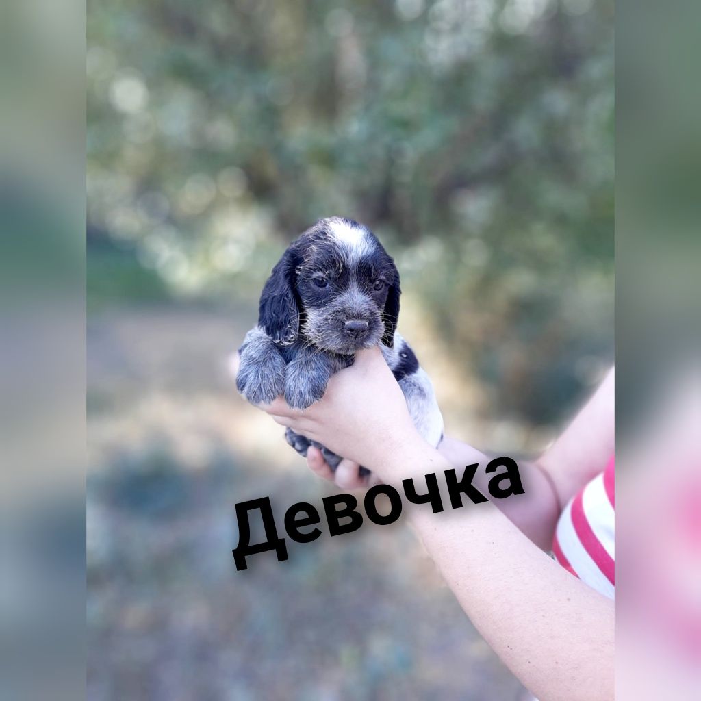 Продам щенков русского спаниеля