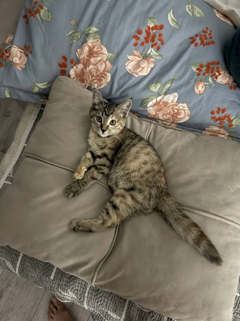 Котенок в  добрые руки...