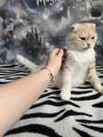 Отдам в добрые руки кошечку