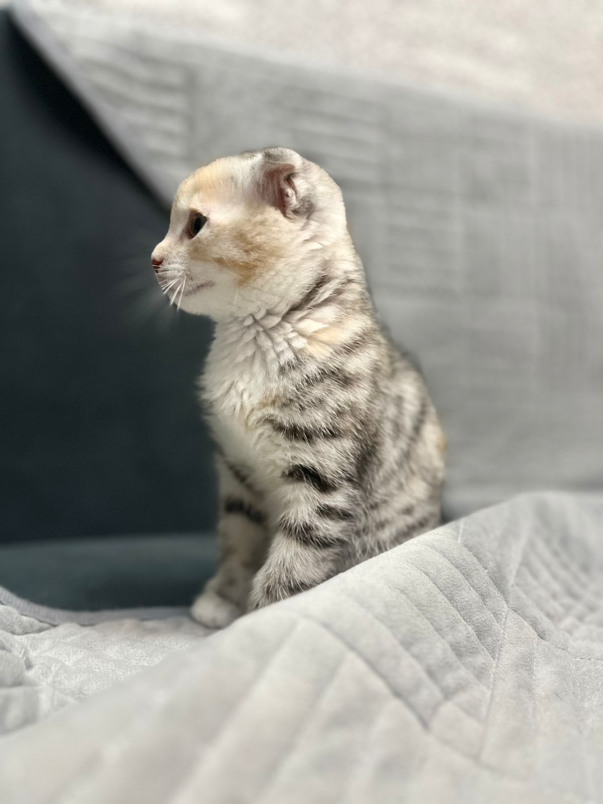 Отдам котёнка в хорошие руки