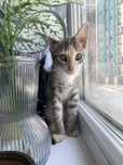 Котёнок бесплатно