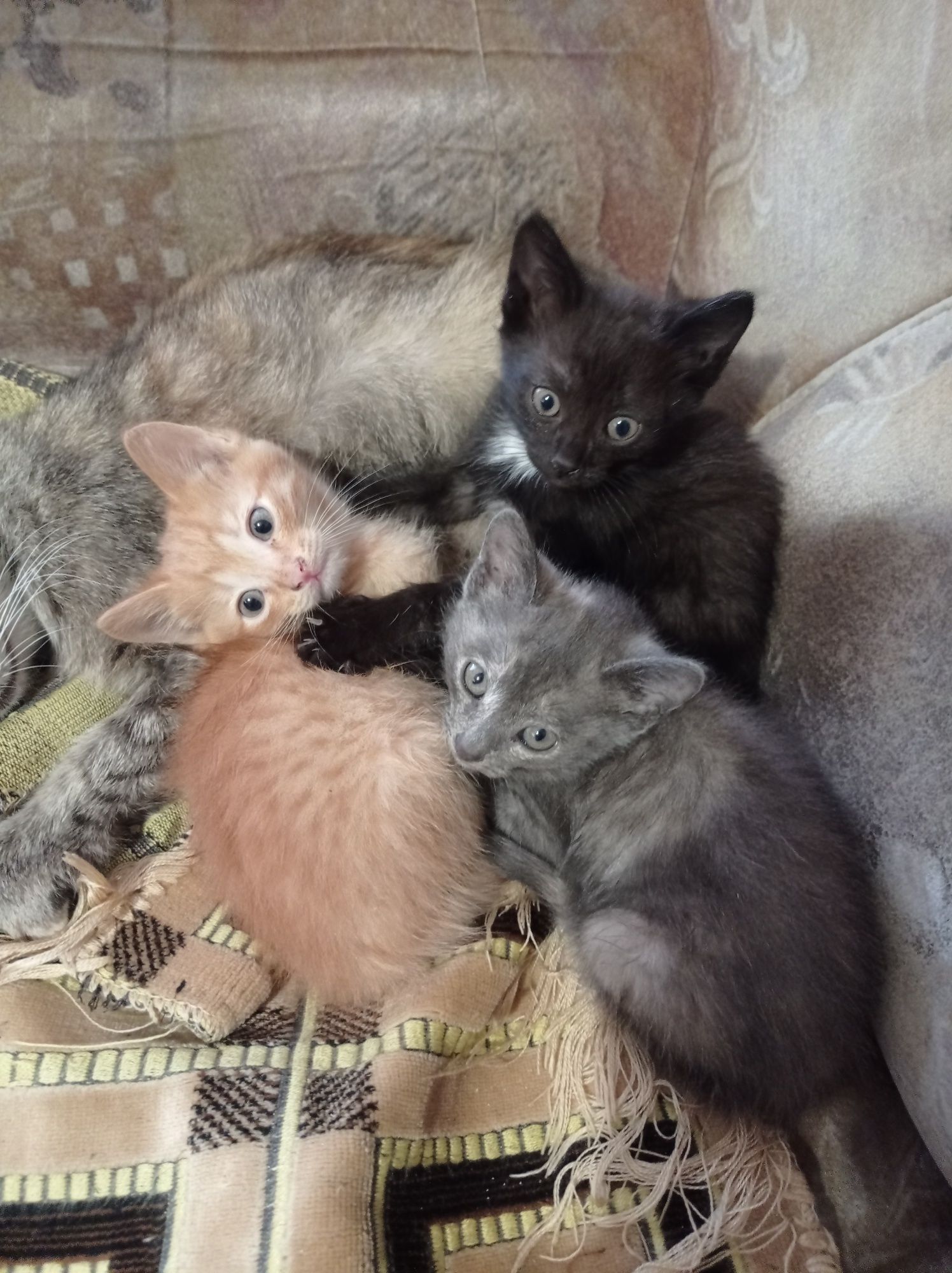Отдам котят . Ходят в лоток.