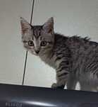 Котятки -котятушки-мальчики и девочки!!