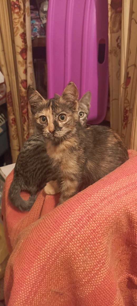 Котята! Пацанчик и девочка!