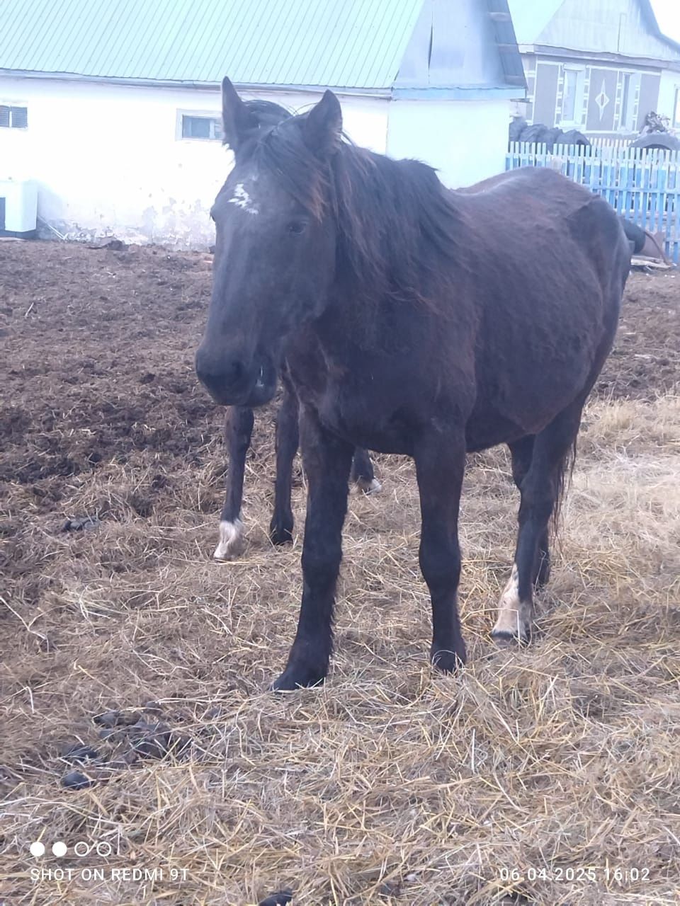 Продам лошадей жеребые